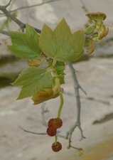 Platanus racemosa flower